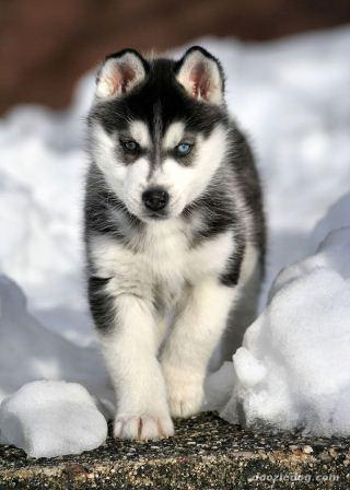 Siberian-Husky-Puppy.jpg