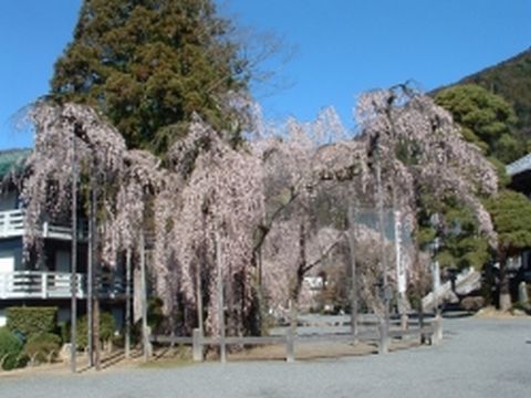 しだれ桜１.jpg