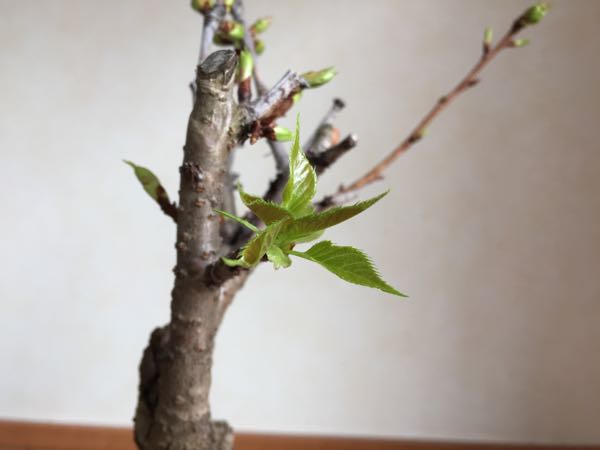 rblog-20160323175612-03.jpg