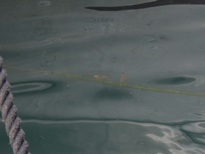 南紀2012年8月下旬20　ナンヨウツバメウオ（Platax orbicularis）の幼魚