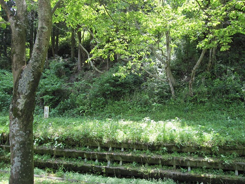 midori3