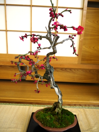盆梅展０６