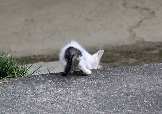 我が家のニャンコ♪2016/07/25-2