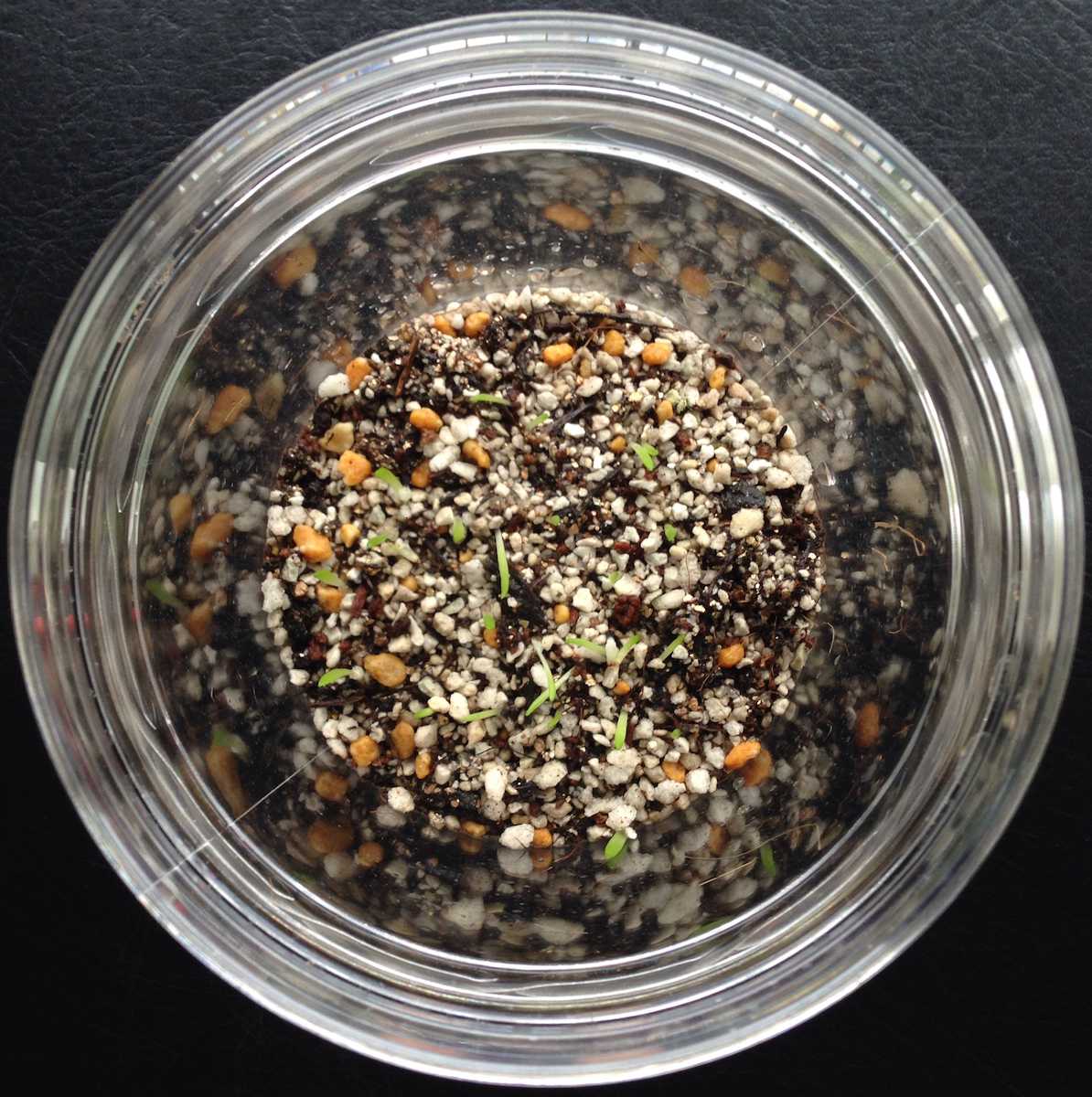 ハオルチアの種まき その１１ みわくのみどり 楽天ブログ