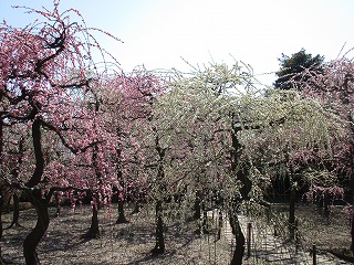IMG_6810ss.jpg