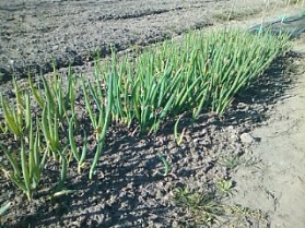 140414長ネギ苗