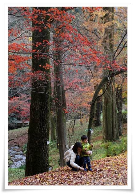 樹木公園-17 15.12.2