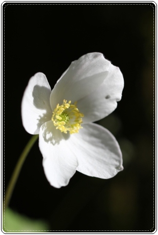 樹木公園-16 イチリンソウ-2 13.4.28