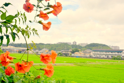 ﾉ－ゼンカズラと遠景