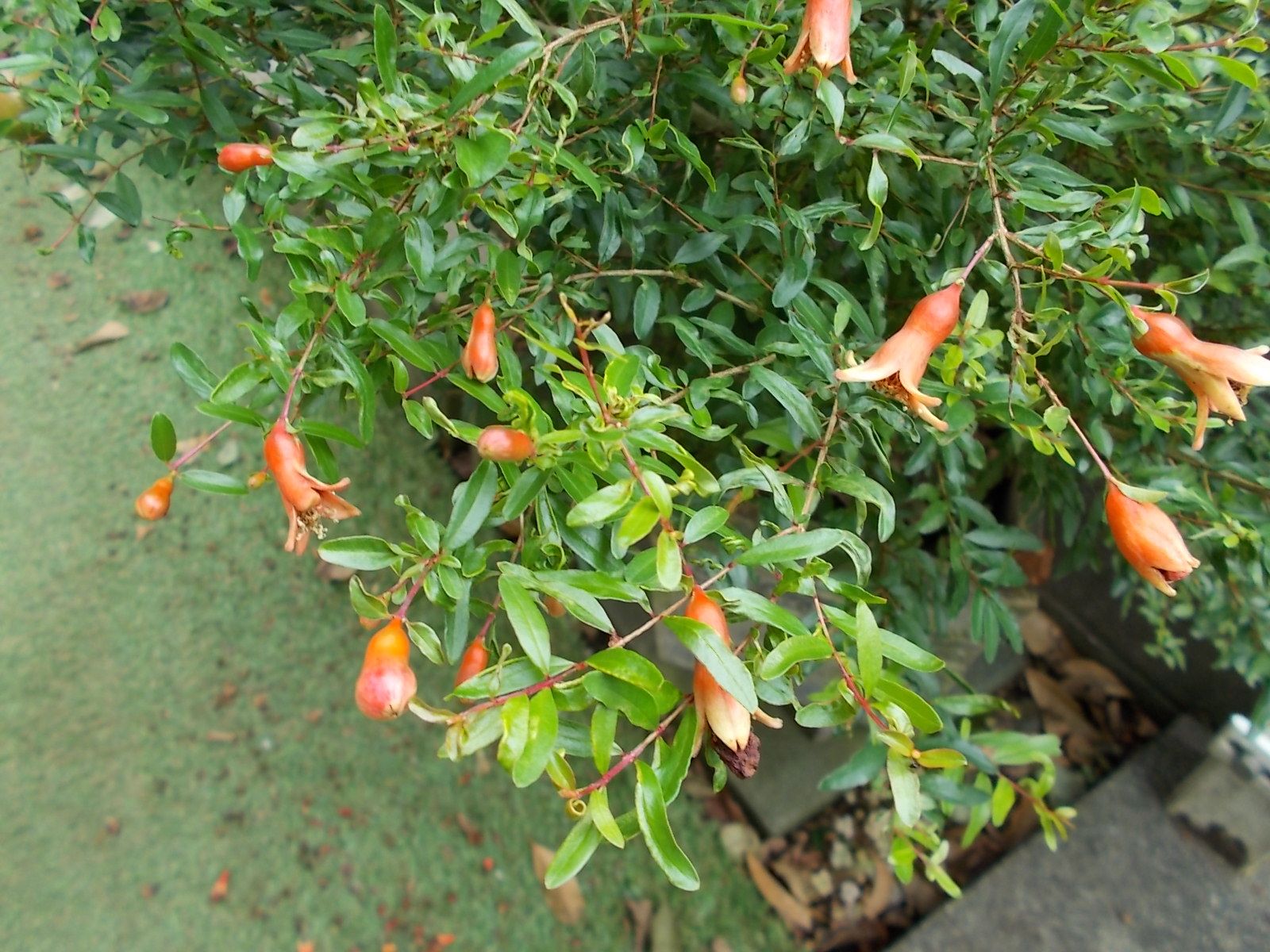 日当たりが悪いからか 色付かない姫ザクロ バラを咲かせることが好き 楽天ブログ