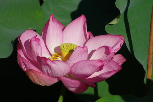 上野不忍池の蓮の花