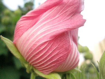 IMG_9631.JPG