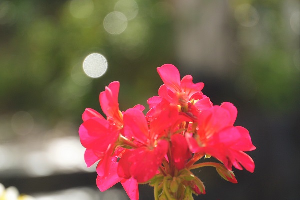 夏のお花