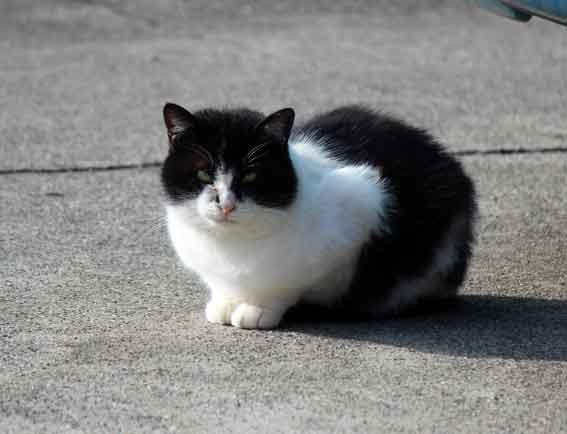 我が家のニャンコ♪2014/02/15-3