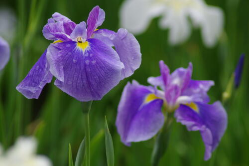 小石川後楽園の花菖蒲