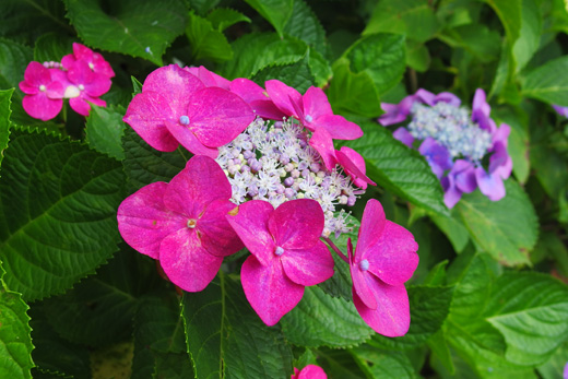 IMGP0425.jpg