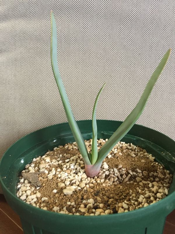 Aloe Plicatilis アロエ プリカティリス Aloe日記 楽天ブログ