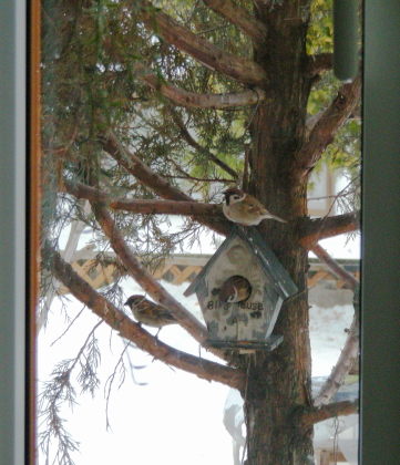 2017-03-21suzume (1).JPG