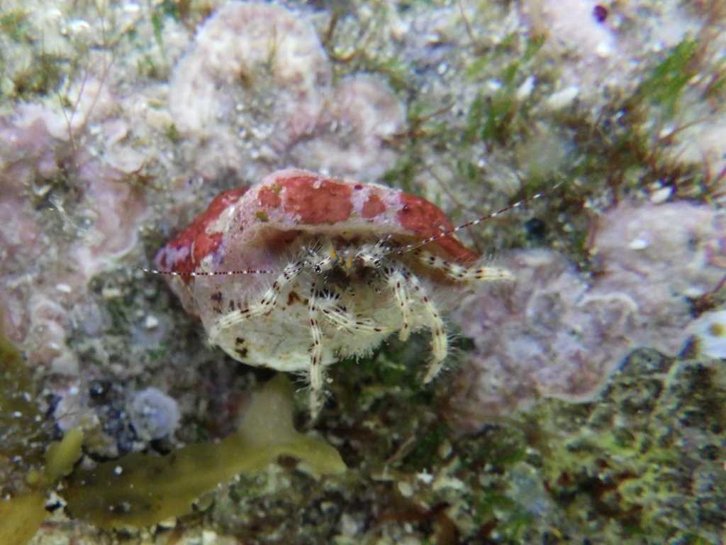 串本磯採集2023年7月下旬44　アオヒゲヒラホンヤドカリ（Pagurus decimbranchiae）
