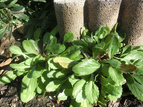 イングリッシュデージー