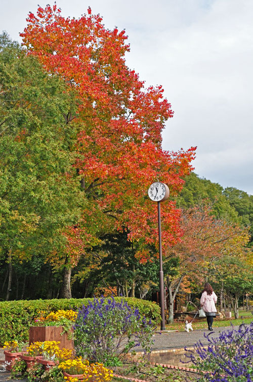 紅葉３