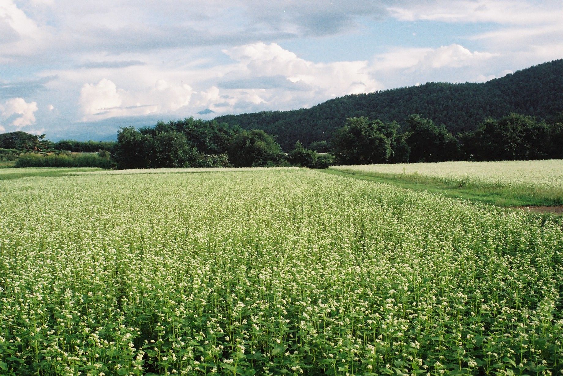 イスコ・ゲッチンゲン(Isco Göttingen)のトリプレット標準レンズ