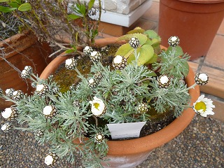 P1040060ss.jpg