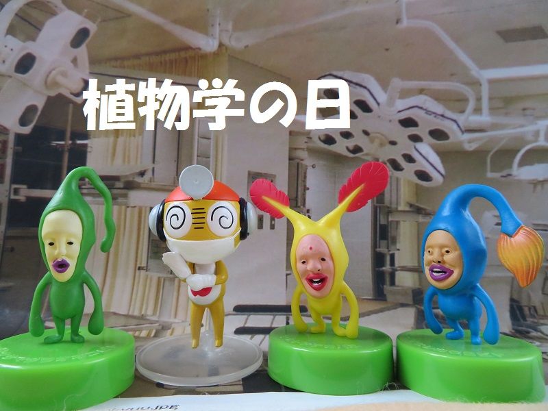 植物学の日 毎日更新 ぶはっ と笑える面白画像満載 ビンブタ好き 楽天ブログ