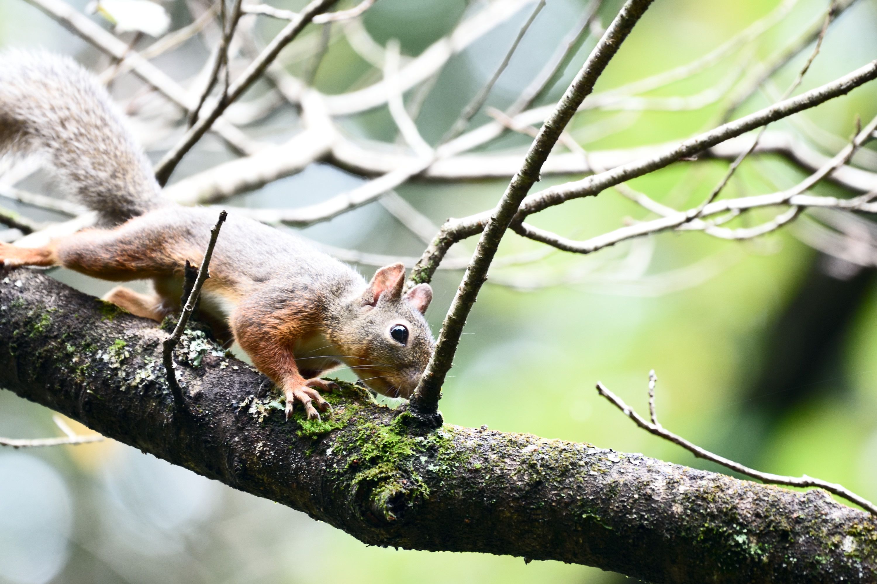 ニホンリス 花鳥風枝 楽天ブログ
