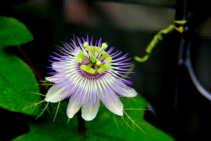 ピッコロッソの花