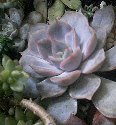多肉植物