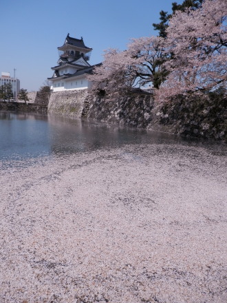 富山城と花筏　4.14　2014