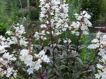 ペンステモン・ハスカーレッド