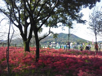 曼珠沙華5.jpg