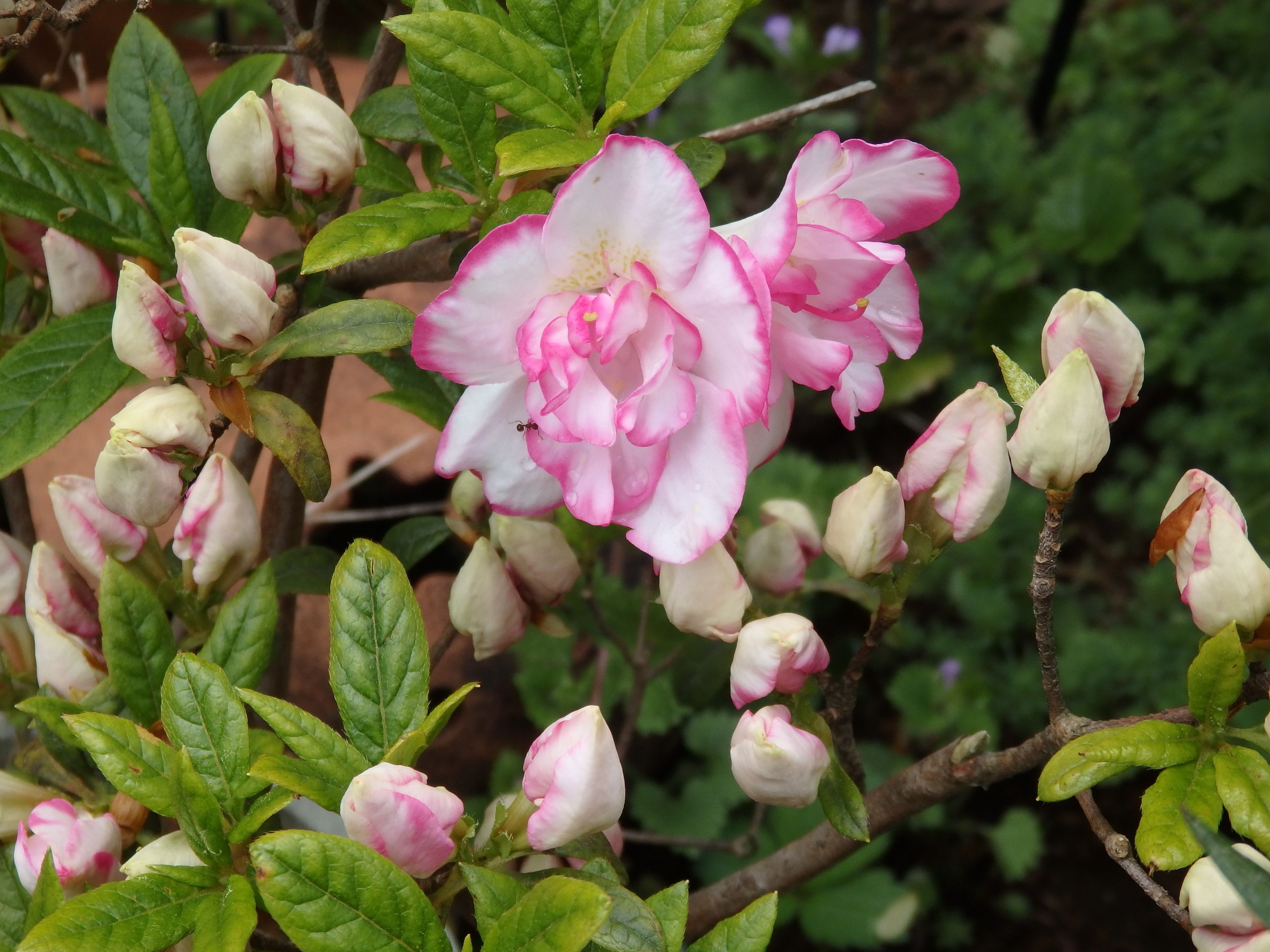５月の花木たち Kinacatの花日記 楽天ブログ