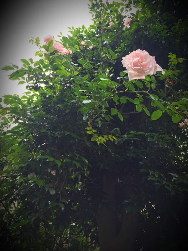 rblog-20160528225139-08.jpg