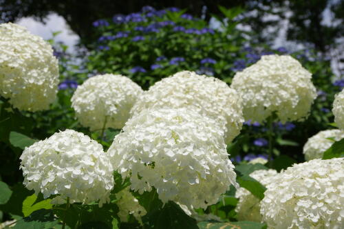 昭和記念公園の紫陽花