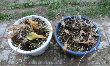 黄花カタクリの球根の掘り上げ のんびりガーデニング 楽天ブログ