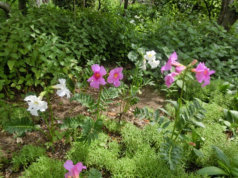 オープンガーデン