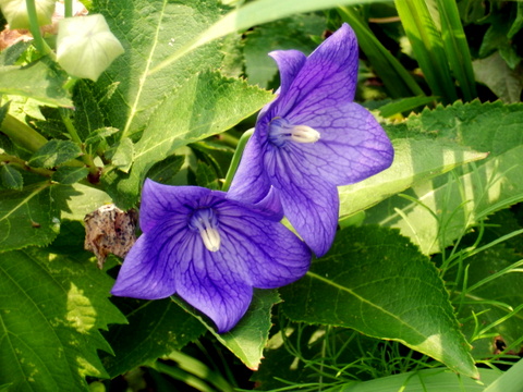 キキョウ・雄性期の花