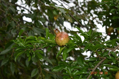 DSC_0121.jpg