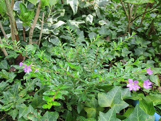 IMG_9836ss.jpg