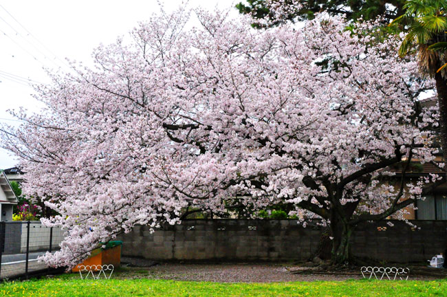 桜１