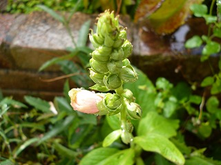 P1280085ss.jpg