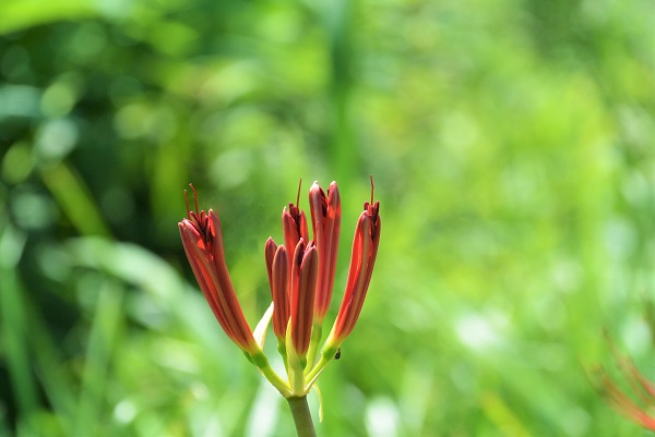 曼珠沙華