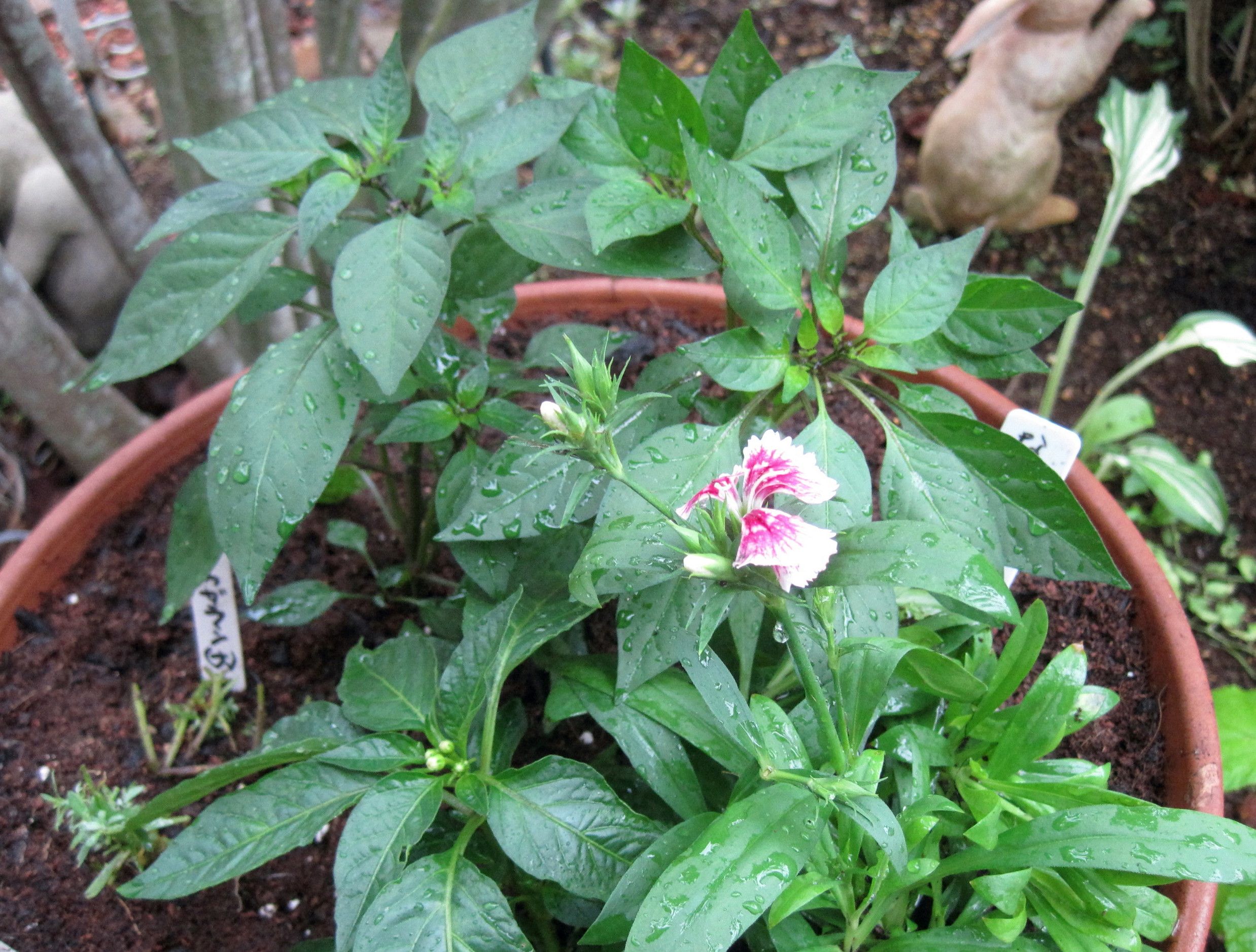 花トウガラシ たねをまく日々 楽天ブログ