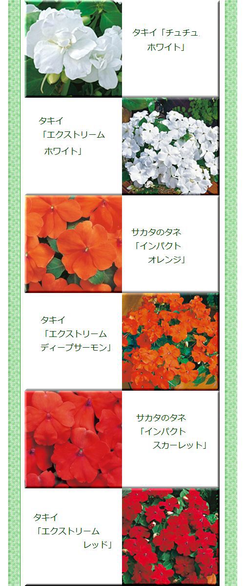 種蒔きしたインパチェンスの種類