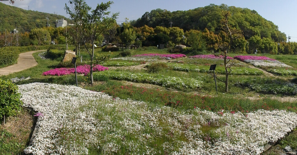 150418芝桜3.jpg
