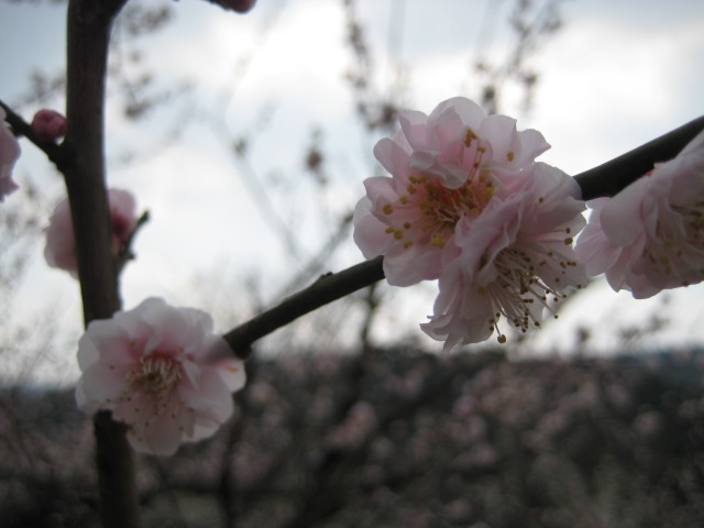 IMG_7832.JPG