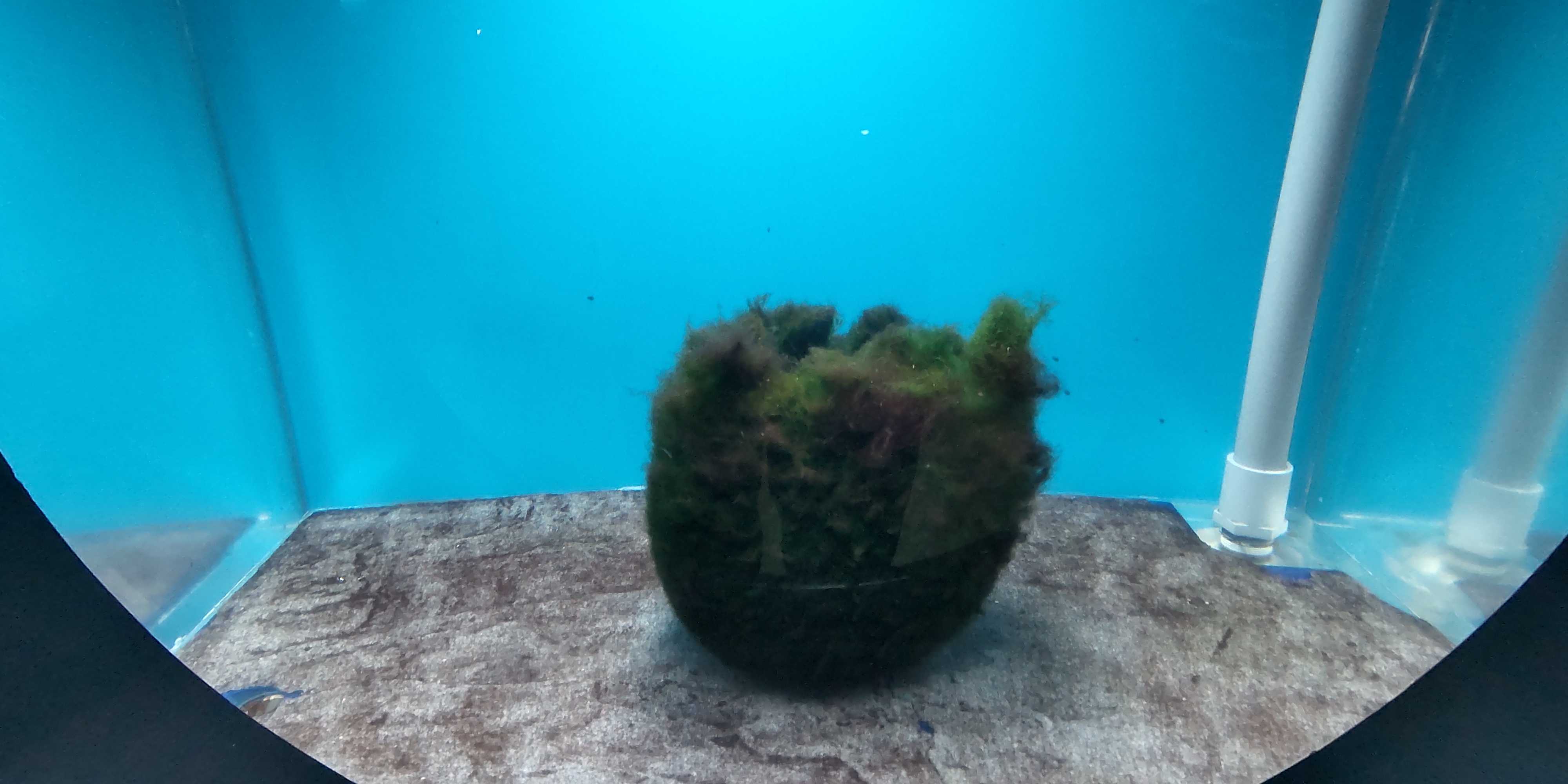 北海道ツーリング 6日目 阿寒湖 美幌峠 北見へ バイクと登山とゴルフと旅行が趣味 楽天ブログ 北海道ツーリング 6日目 阿寒湖 美幌峠 北見へ バイクと登山とゴルフと旅行が趣味 楽天ブログ